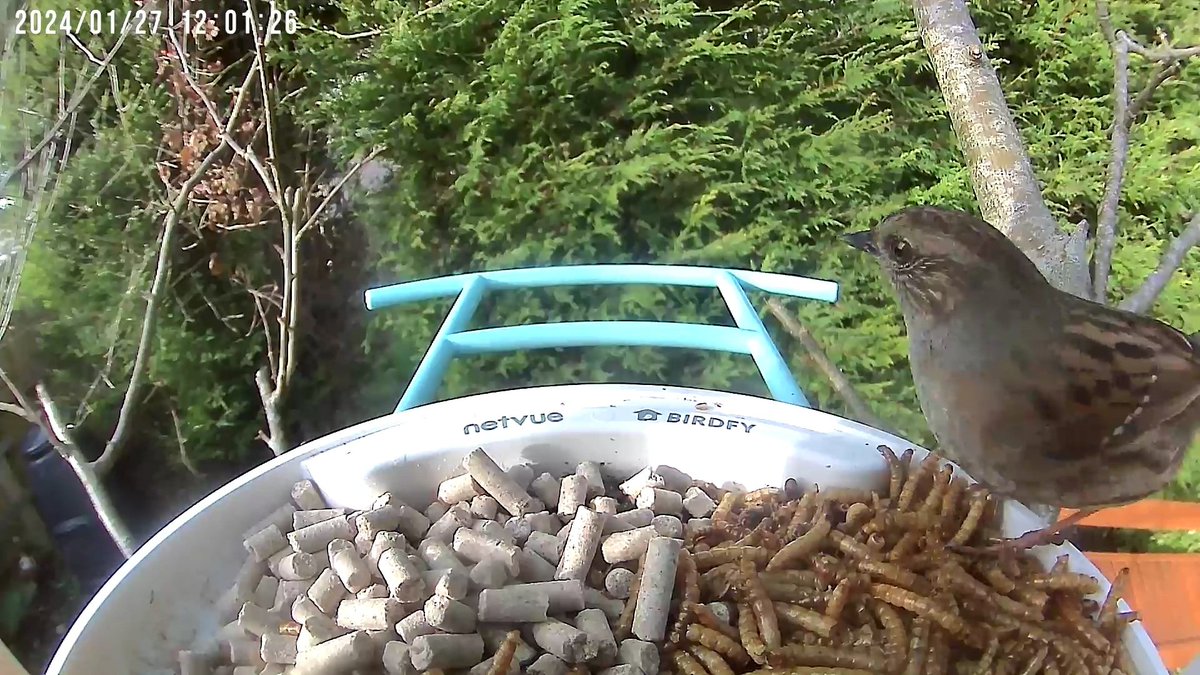 p_dickinson's tweet photo. @Natures_Voice A dunnock in Cornwall https://t.co/vh5Ee4ktVS