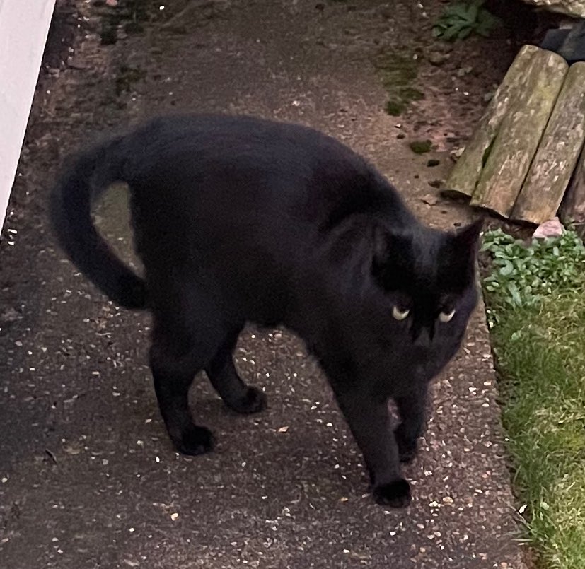 Jet in the UK says “Happy Caturday”

His eyes are so piercing! And he’s all black like a panfur….except for a few tiny white hairs on his chest!

#Hedgewatch #Caturday #Panfur