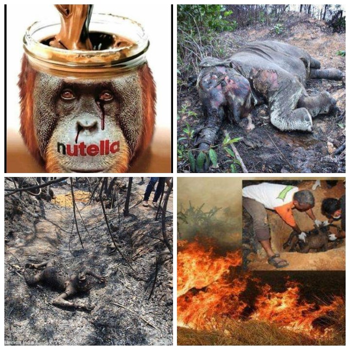 AdeaClaude's tweet photo. Disparition de forêts, orangs-outans, éléphants, tigres.
Exploitation d'enfants...
Le Nutella tue, vous devez boycotter l'huile de palme. Je sais que ce n'est pas évident puisqu'il y en a un peu partout y compris dans le savon, shampooing etc...mais des alternatives existent. https://t.co/hW2zr8P7nN