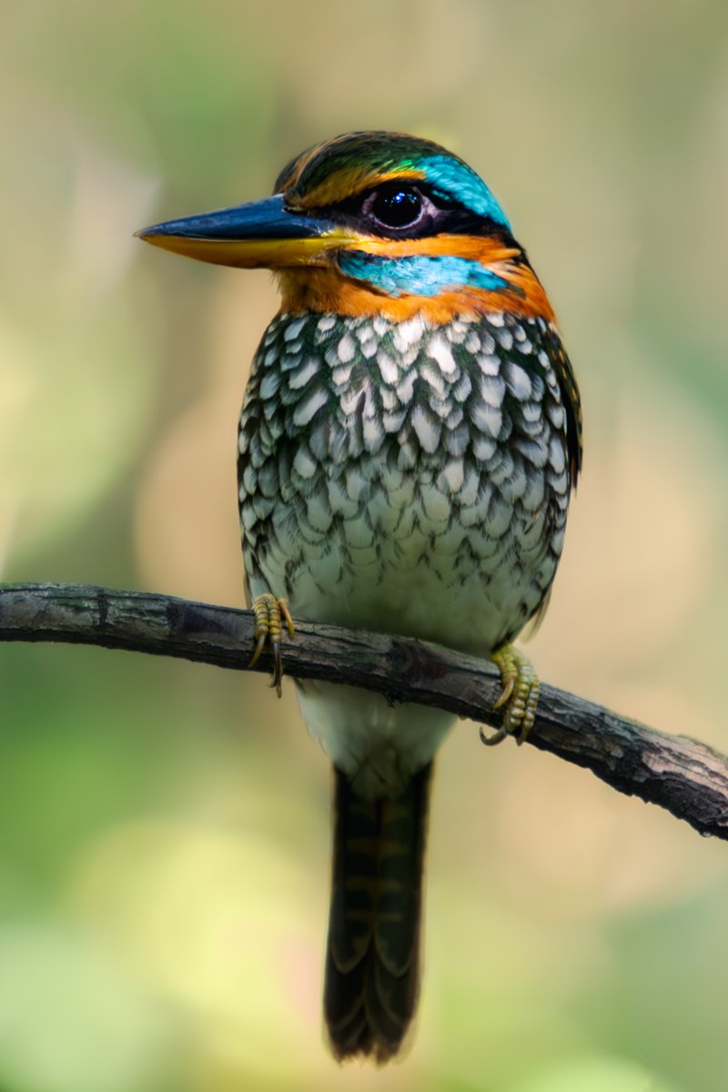 Gm to everyone in the NFT space!

Introducing an endemic kingfisher in the Philippines!

This is a male Spotted Wood Kingfisher.  It is unfortunate that my D3500 slightly missed the focus but glad that it is still useable.

Anyone in the NFT space that are bird lovers also? 🙋‍♂️🙋‍♂️