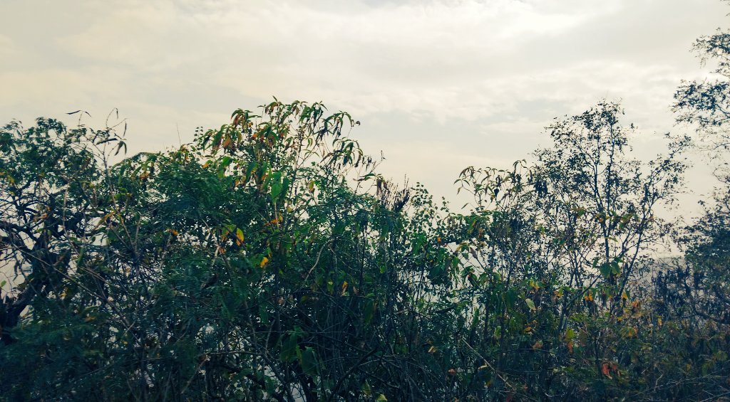 Embracing the serene beauty of nature, where every leaf and branch tells a story of growth. 🍃 
#NatureLovers #PeacefulMoments #JustClick