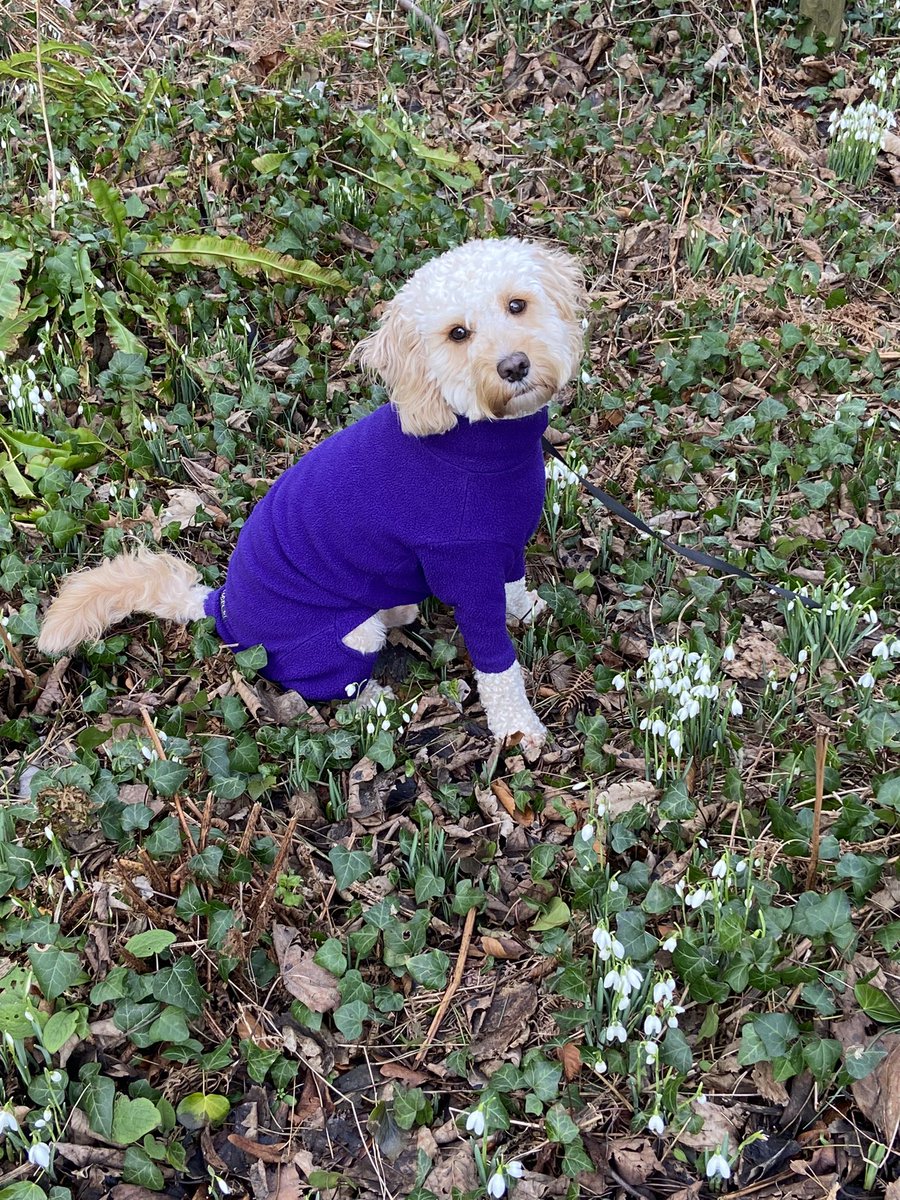 Spring is in the air <a href="/Culzeancastle/">Culzean Castle & Country Park 🏰🏴󠁧󠁢󠁳󠁣󠁴󠁿fan</a>