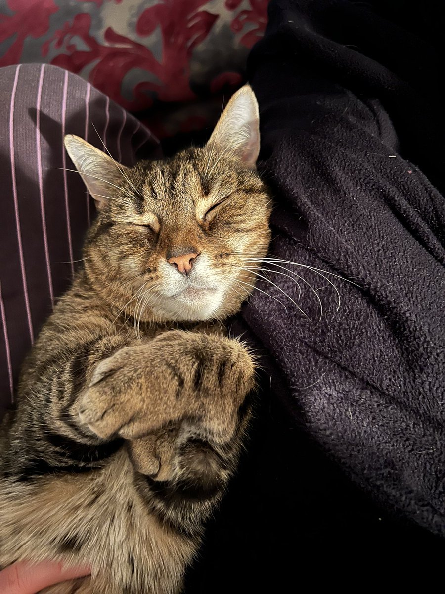 YogetaPartridge's tweet photo. @PaulFiddaman1 Happy #Caturday from Sylvester https://t.co/K6DRRT6jyJ