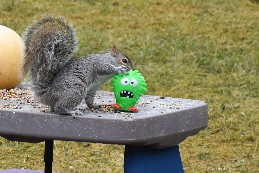 Squirrel loves his toy #saturdaymood