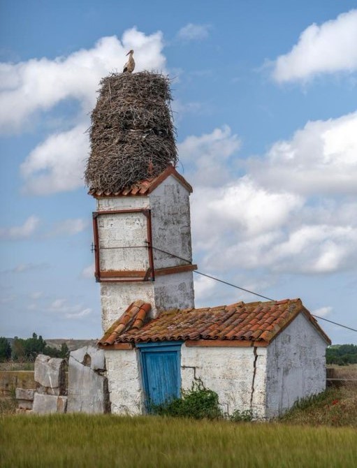 Blignik's tweet image. То якийсь лелека-куркуль !👀😎😸🤣