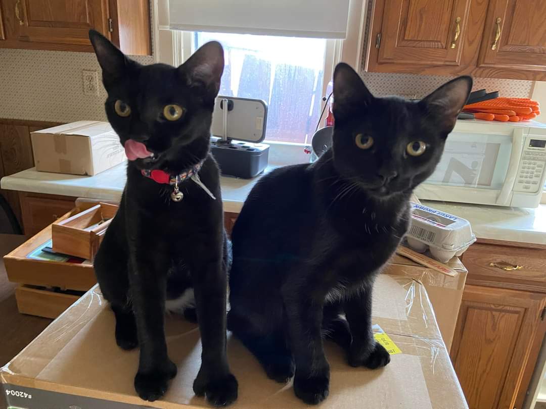 TheRealC420's tweet photo. Happy 1st Birthday to Effy and Allie Kat! #TeamBussy

@EFFYlives @AllieKATCH thank you for the inspiration for my animals names!! https://t.co/tpM5ZAes7m