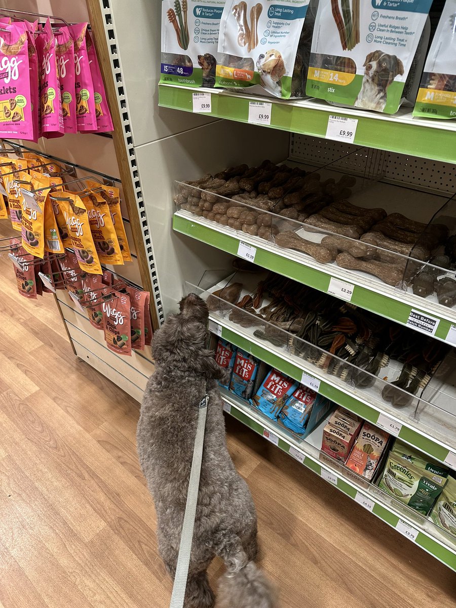 OMD a trip to @PetsatHome what a great start to the weekend!!!!! 🦴 😋🐾🐾 #treats #labradoodle #saturdayvibe