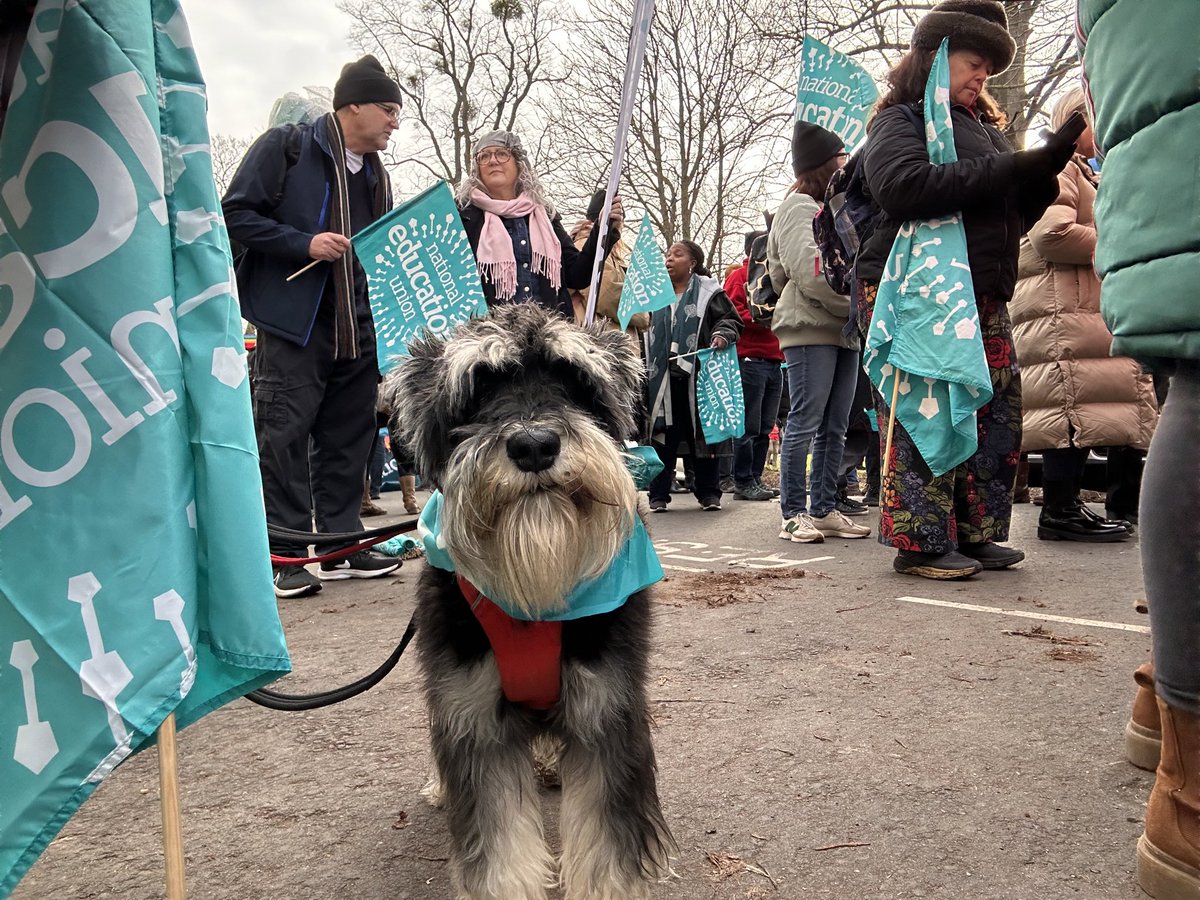 Niamhms23's tweet image. Seamus the Schnauzer is setting off with the @NEUnion #ProtectTheRightToStrike @The_TUC #ValueEducation #ValueEducators