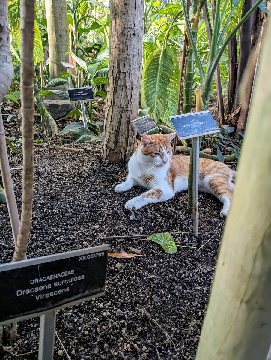 Hello to this little guy who has discovered that the tropical section of a botanic garden is nice and warm 😄