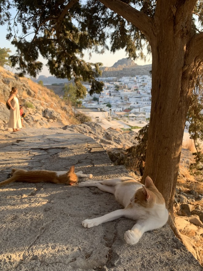 eventjes's tweet photo. Zou je dit jaar wel eens op vakantie naar Rhodos willen, maar weet je er niet veel van? Deze blogs helpen je verder!
-Middeleeuws Rhodos Stad: https://t.co/491PHwGIt9
-Het witte stadje Lindos: https://t.co/d8LWFICauZ
-Een mooi boetiekhotel: https://t.co/pHylfFzYyL
#reistips https://t.co/19CS0G2zPi