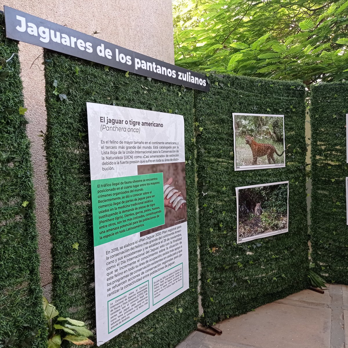 MedioSurVe's tweet photo. 🐆🐆 Este #27Ene cierra la exposición "Jaguares de los pantanos zulianos" del @ProyectoSebraba en la Biblioteca Pública del Zulia, en Maracaibo . Aún puedes asistir. 

La entrada es gratuita 👇🏾 https://t.co/1b5LeJsuXq