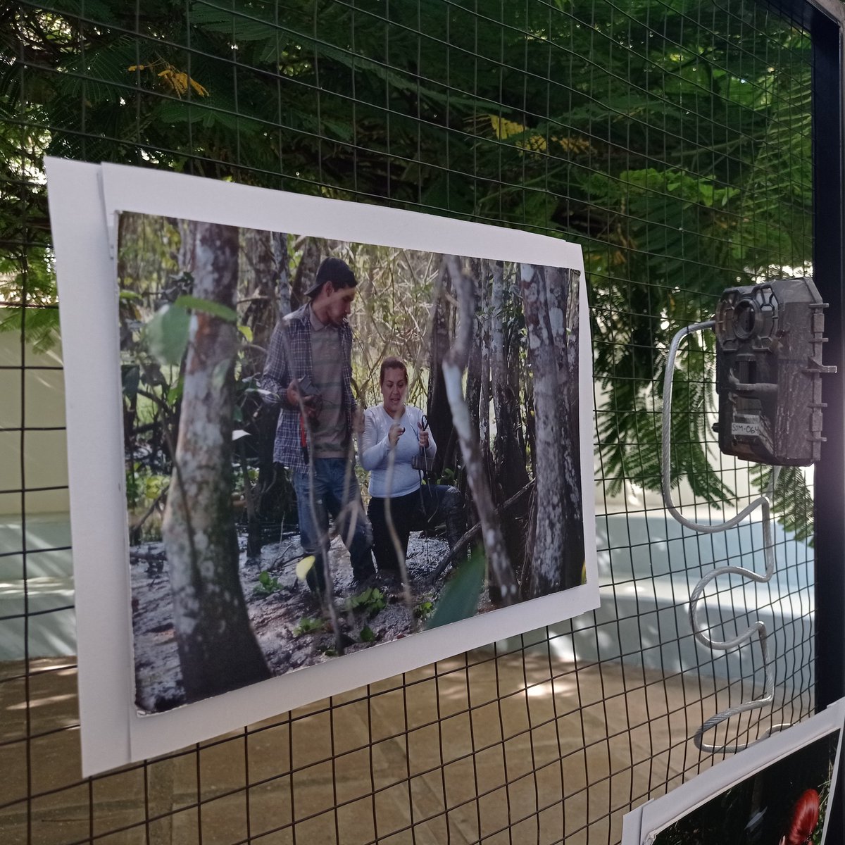 🐆😢 En Venezuela, el jaguar ha sido clasificado por el Libro Rojo de la Fauna Venezolana como  <vulnerable> debido principalmente al aislamiento que están sufriendo las poblaciones, cubriendo actualmente solo el 60% de su territorio original. <a href="/ProyectoSebraba/">Proyecto Sebraba Venezuela</a> te espera 👇🏾