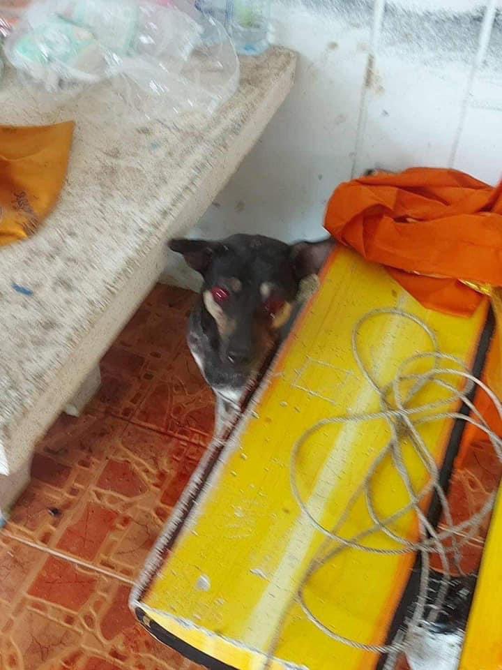 ทุกคน ช่วยแชร์หน่อยได้ไหมคะ😭
น้องถูกพระ 3 รูปรุมตี น่าสงสารมาก
ข้อมูลเพิ่มเติมเค้าแปะลิงค์ไว้ใต้มช.นะคะ ร่วมทำบุญค่ารักษาน้องได้นะคะ🙏🏻🙏🏻🙏🏻
ที่มา :บ้านศักดิ์ระพีเพื่อสัตว์ด้อยโอกาส