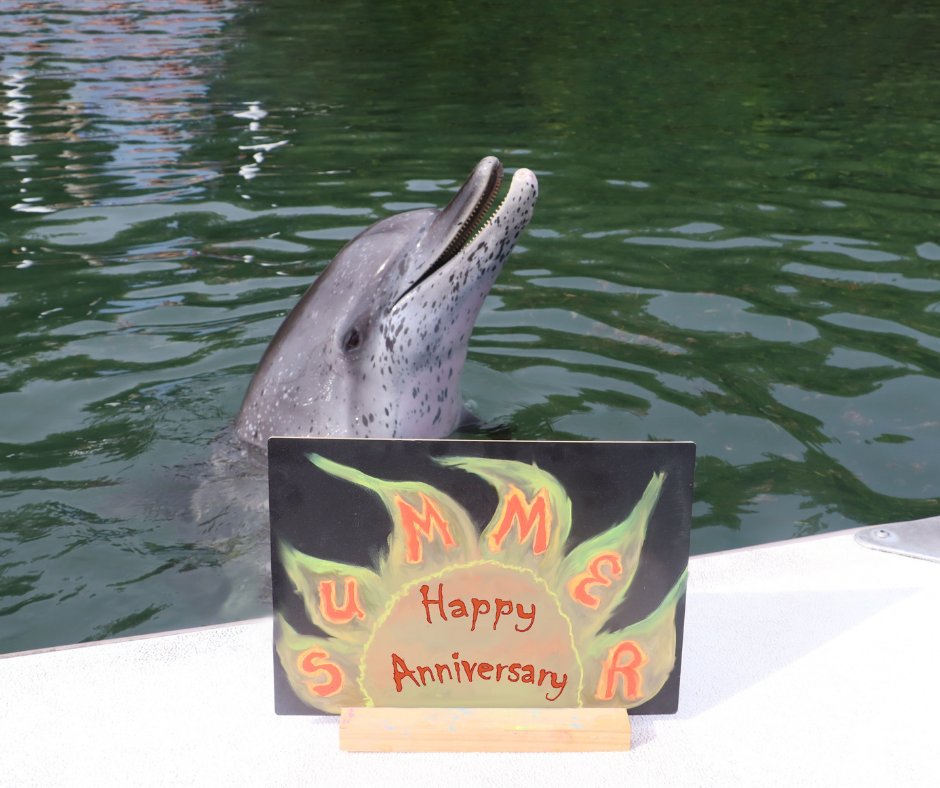 Happy Arrival Anniversary Summer! Today marks nine years since Summer joined us here at DRC. With an insatiable curiosity and her warm spirit, Summer is a friend to all!

Adopt Summer to celebrate. Link in bio