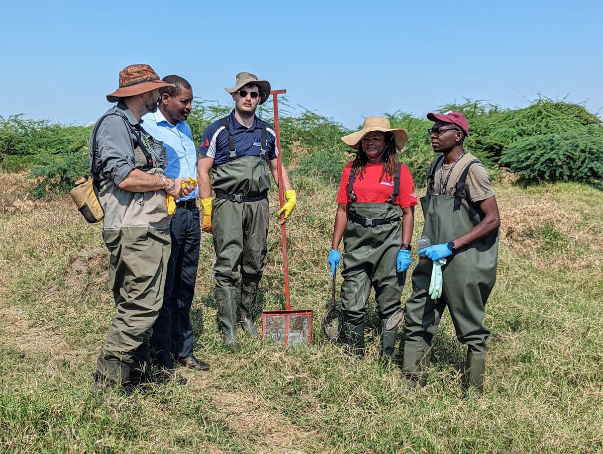 It was a real pleasure snail collecting with the MLW team to discover this invasive aquatic species <a href="/MLW_Programme/">Malawi Liverpool Wellcome Programme</a> <a href="/MalawiVector/">malawi vector</a> a very important finding for snail-borne diseases