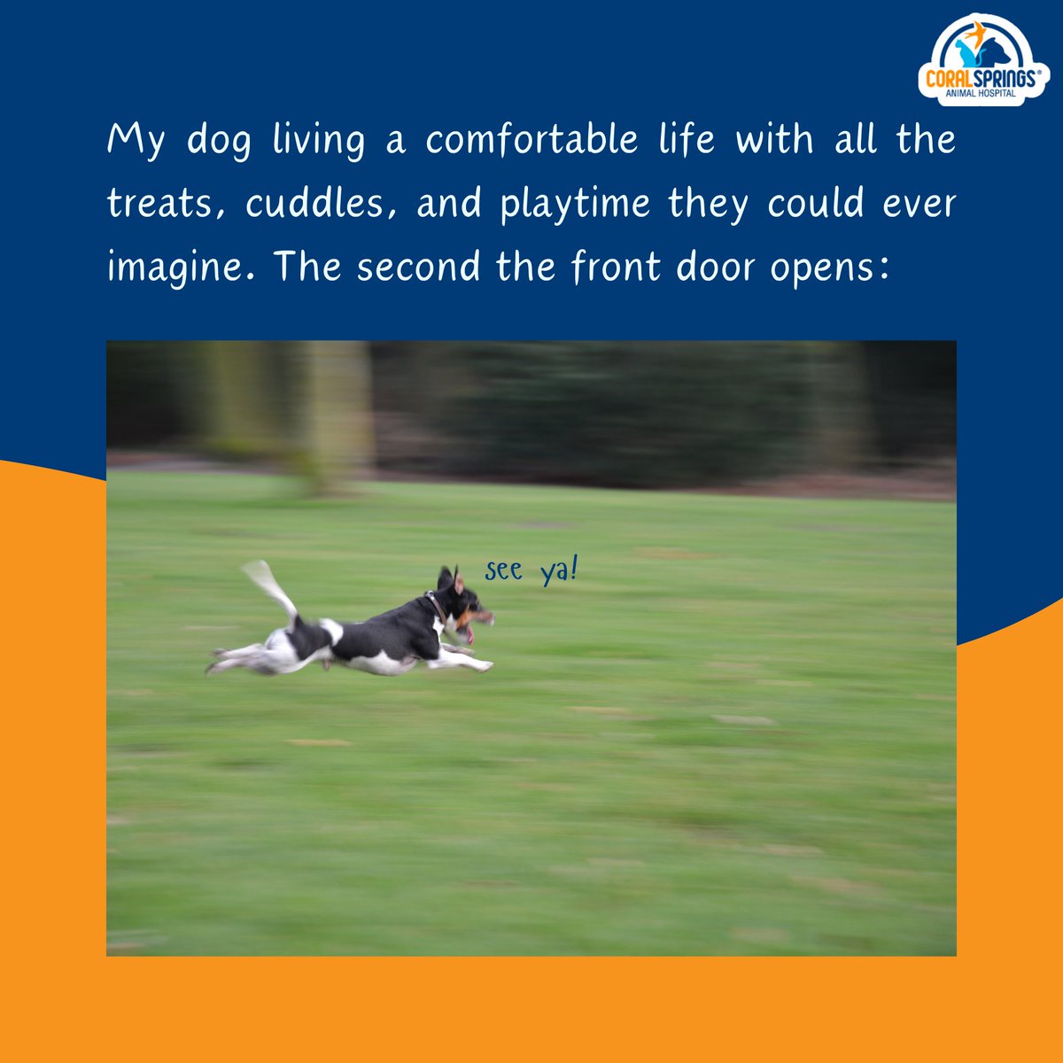 CSAnimalHosp's tweet image. Like this if your furry friend turns into a four-legged rocket the second the front door opens. 🚀🐶😆 #petmemes #dogmemes