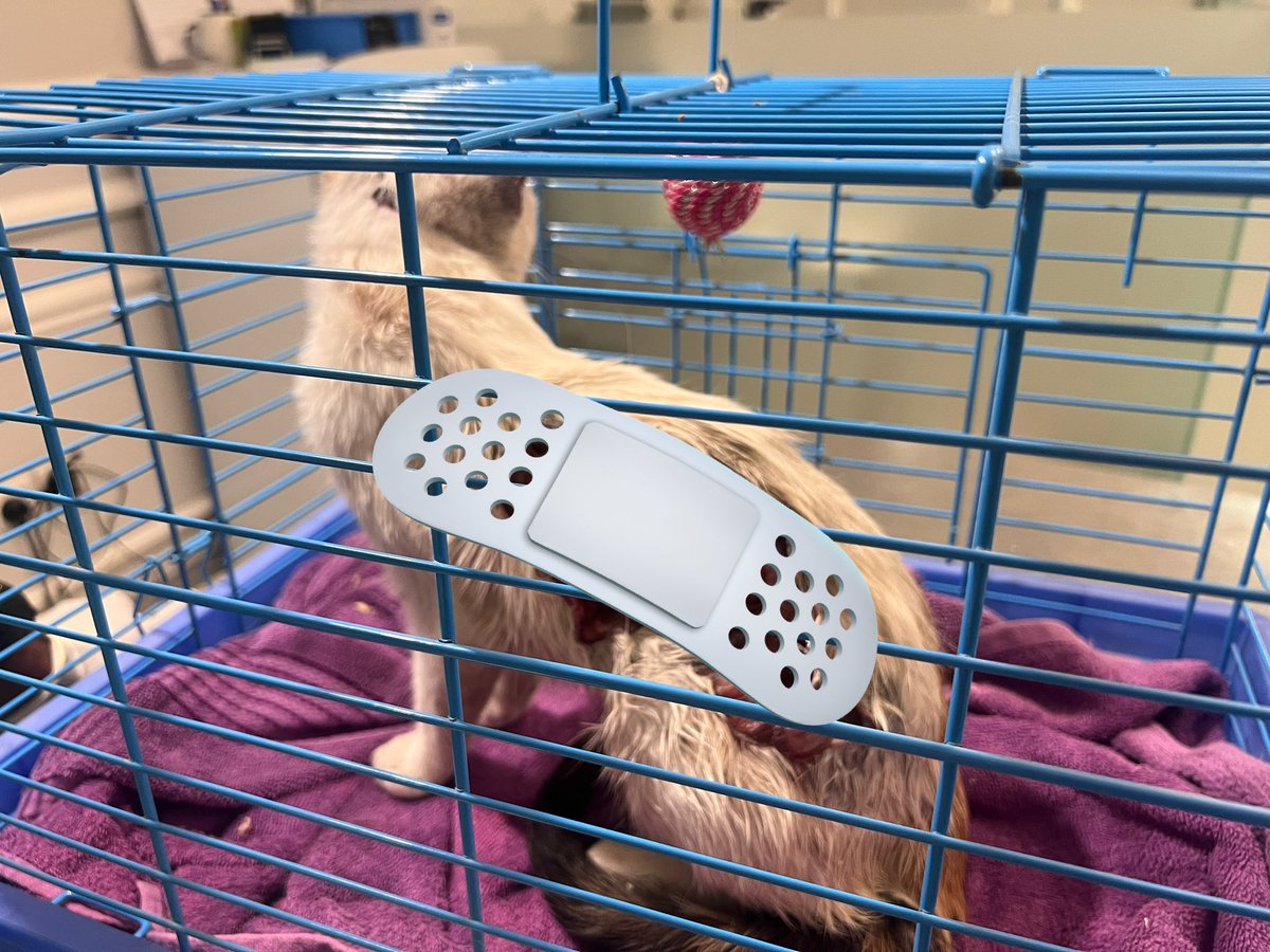 -قصة "نجاة"-

الخميس 25 يناير 2024م
الساعة 7:08 م

استقبلت عيادة الجمعية (3) أخوات بصحبة قطة مصابة بإصابات شديدة، تقول إحداهن وهي تجهش بالبكاء:

قام والدي بتشغيل سيارته كالمعتاد، ولكن هذه المرة لم تكن كغيرها، فقد كانت هذه القطة المسكينه التي أطعمها بشكل دوري تختبئ داخل المحرك!!