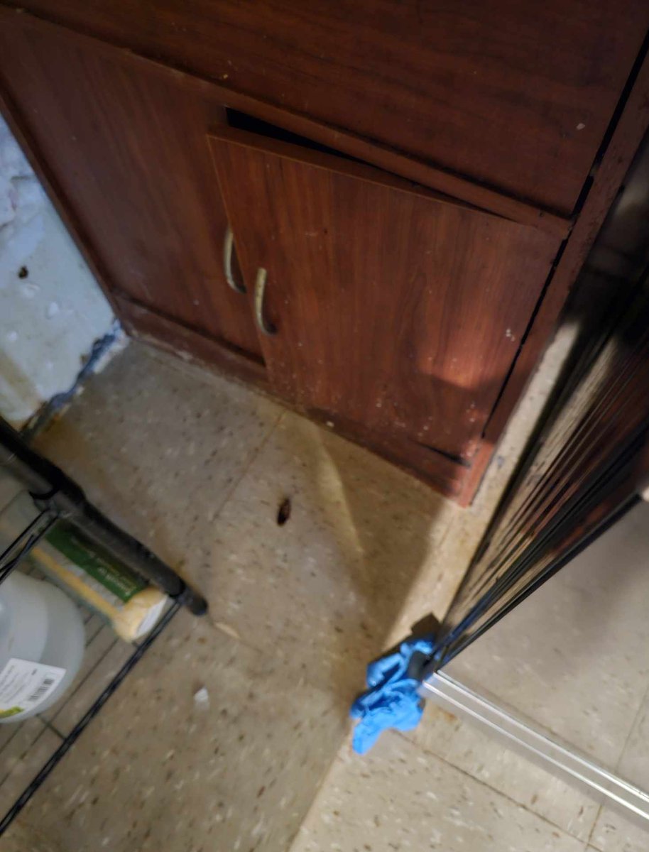 BrownMeeks's tweet photo. @NYCHA FIXED THE PIPE IN MY WALL BUT LEFT MY WALL OPEN UNTIL FEB 29TH. NOW WATERBUGS AND NATS ARE ALL IN MY KITCHEN AND GID KNOWS WHAT ELSE SMDH. THEN MY FLOOR TILES ARE FULL OF MOLD. I NEED TO CONTACT THE DEPARTMENT OF HEALTH. @monicamoralestv please help me. https://t.co/hqKlvarbDj