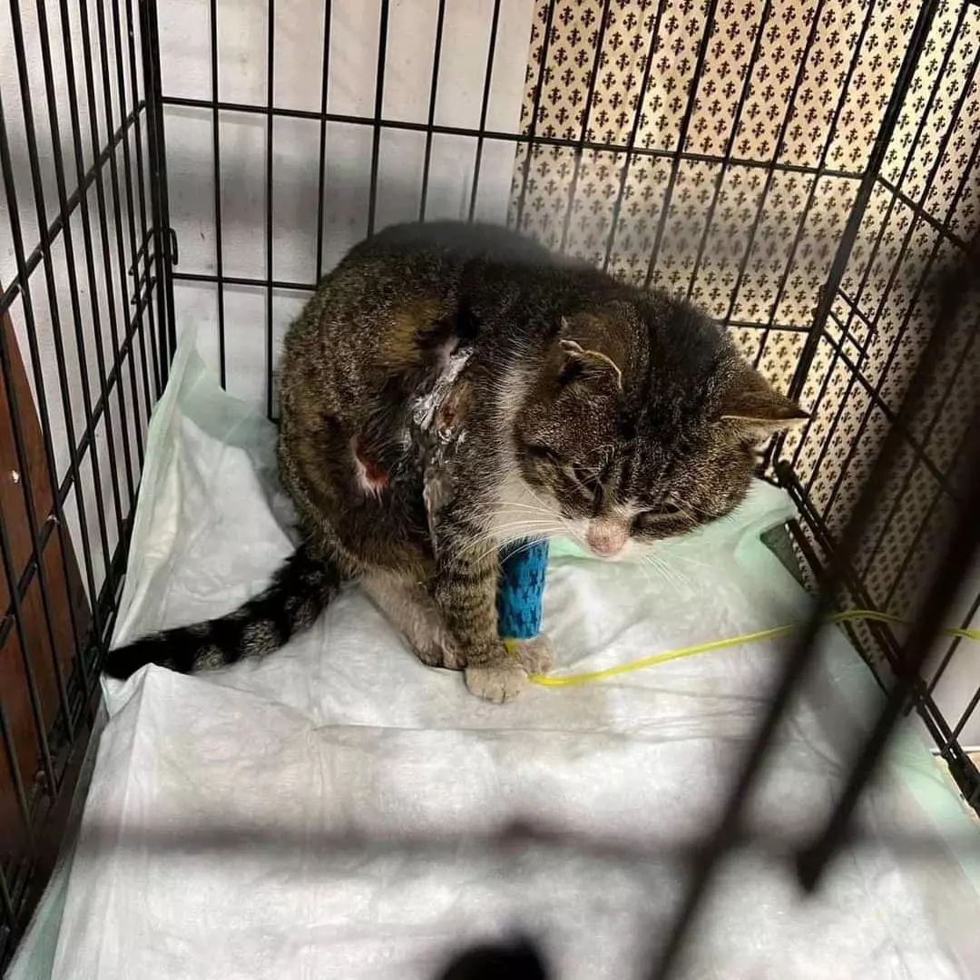cqk5az07dhd80hg's tweet photo. UPDATE : Rose needs you people😔🙏
We now have this poor soul at the vet🏥 but we need your help to pay off our vetbill 😔😔😔😔
Any donation is better than no donation 😩😩😩😩😩😩
Donate via link inbio towards her medication 🙏🙏🙏🙏🙏
#Catslover #cats #kittylove #poorcats https://t.co/EFw4PU4fPT