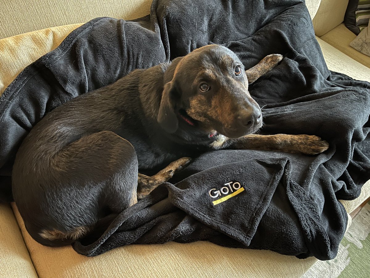 Not sure this was the intended use for the <a href="/GoTo/">GoTo</a> blanket, but Sidney 🐾 appreciates it.