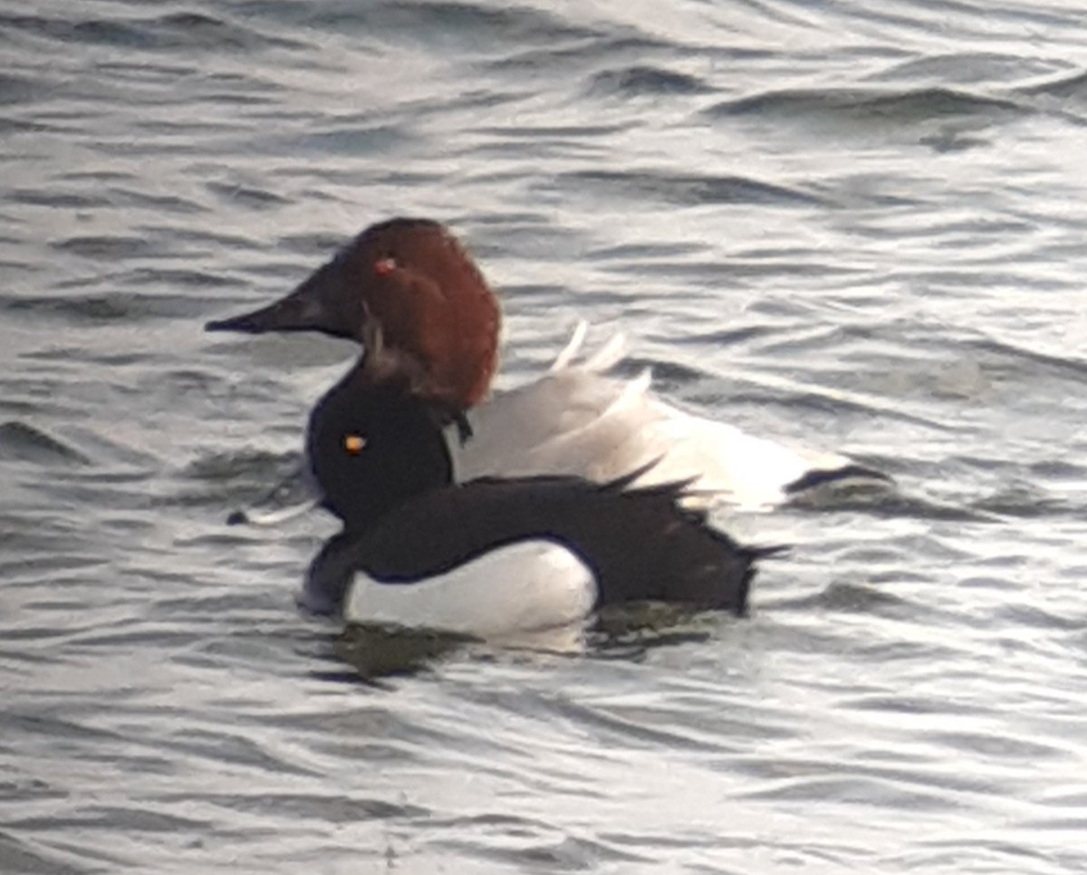 I managed 4 hours at Abberton today & a few good birds seen - drake Canvasback, 3 Smew (1 drake), Black-throated Diver, 2 Velvet Scoter, 30 Goosander, 10 Scaup, 2 Green Sand, 3 Marsh Harrier & loads of other wildfowl. Also first Corn Bunting of the year.