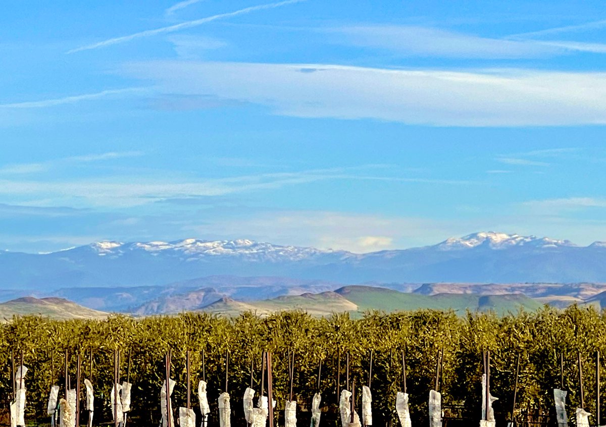 Beautiful this time of the year….
It will only get better…..
Love my part of California….

#SanJoaquinValley
#CenCal
#SierraNevada 
#SnowCap
#CitrusOrchard