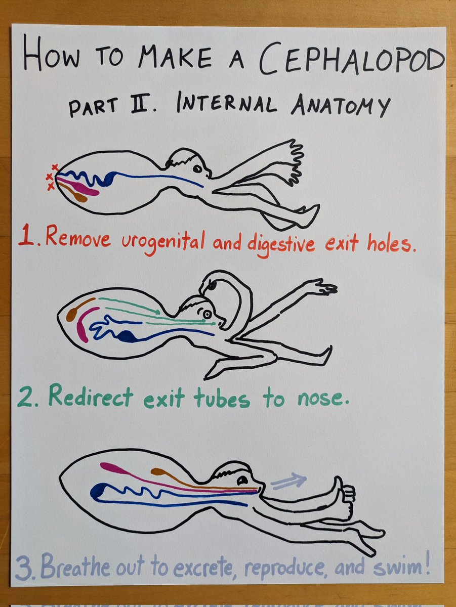 I've been explaining the 'head-foot' body plan like this for years, finally got around to drawing it 😁 (Part II only exists because I got so many questions after Part I 🙈)