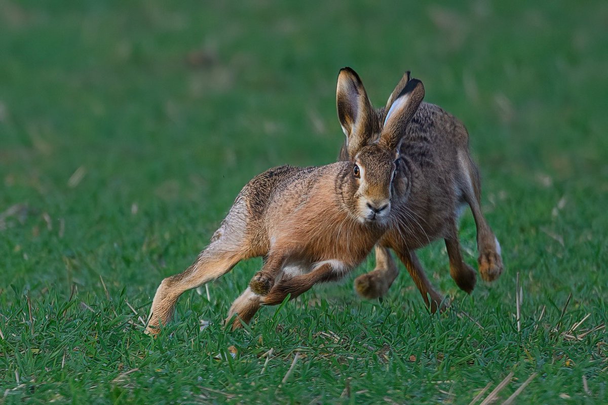 ‘He’s behind you!’
#hare #brownhare #BBCWildlifePOTD #Springwatch #Norfolk #Norfolkwildlife #wildlifephotography #Solentnews #springisintheair