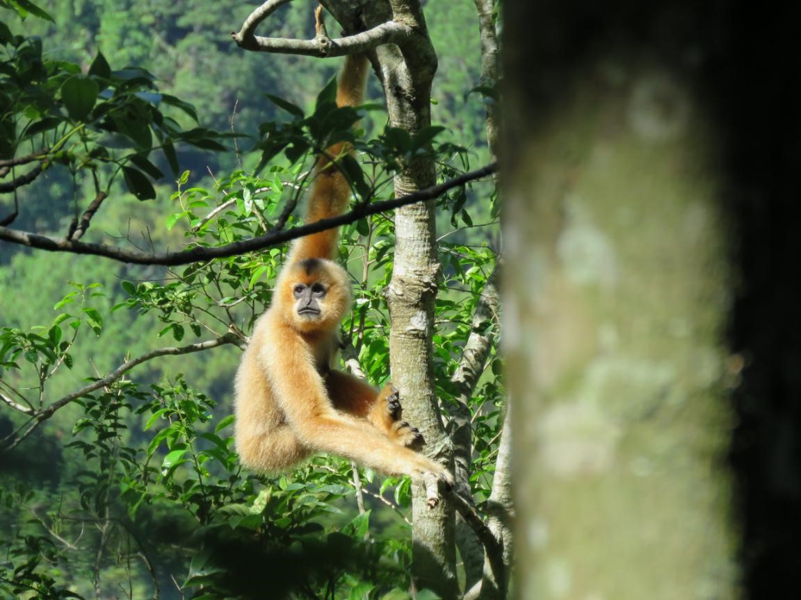 Just 37 Hainan gibbons remain on Earth, and they’re one of the rarest of all mammal species.

Poaching and habitat loss almost wiped them out forever, but the last surviving population clings on in a single patch of forest in Hainan Tropical Rainforest National Park on Hainan