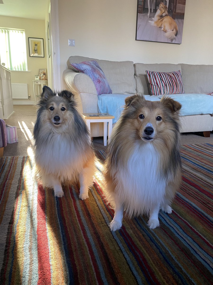 Just looking at the camera.
#shelties #woody #fonzie #northnotts