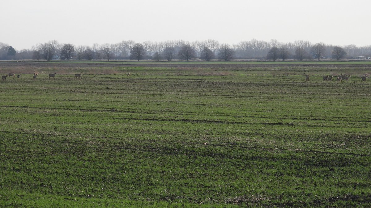 nicola crockford tweet media