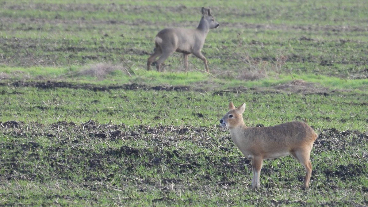 nicola crockford tweet media