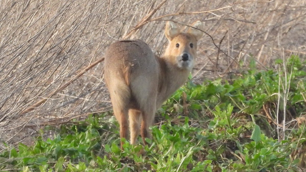 Besides the Roe Deer, omnipresent observers of the Fens, amazing numbers Chinese Water Deer. One in most fields, alone, the Roes being in groups. Distinctive cartoon-like run (effortless across ploughed field) & fluffy ears; one ear slashed by fangs of a rival? #Prickwillow 3/5