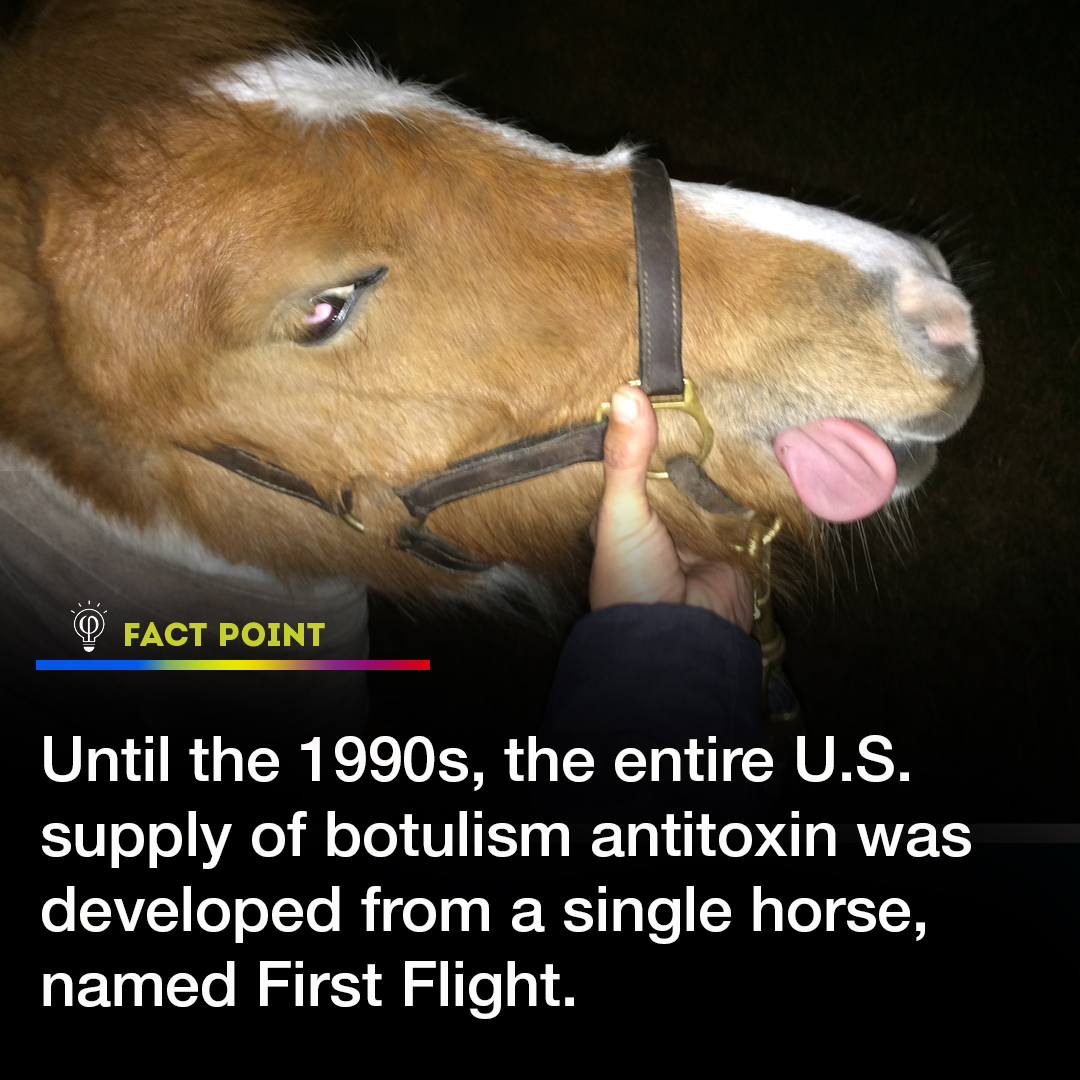 Did you know? The U.S. once relied on a single horse named First Flight for its entire botulism antitoxin supply! 🐴💡 #MedicalHistory #TriviaTuesday