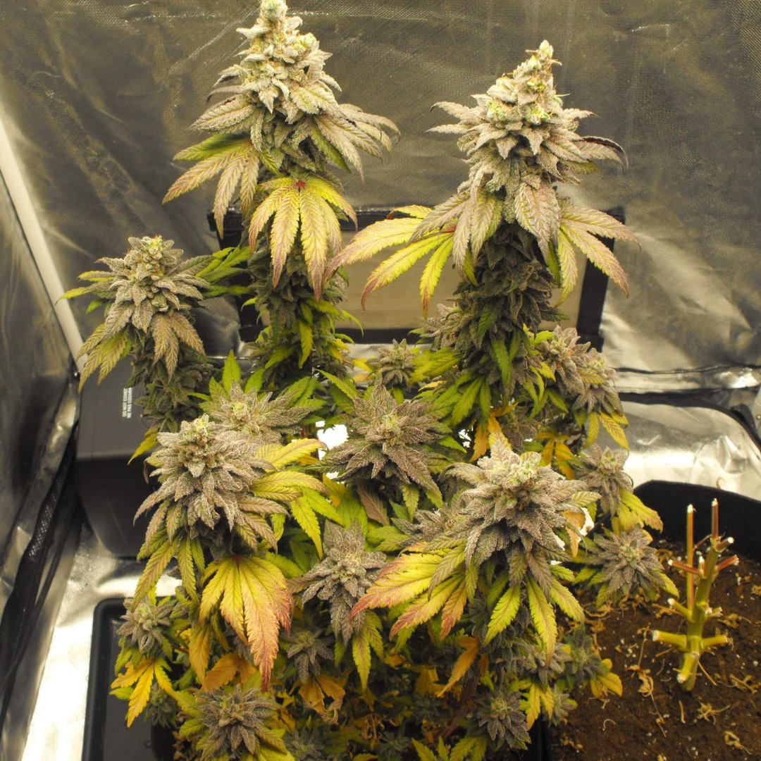 M_Seeds_nl's tweet image. Pink Rozay 🍷

Super high THC levels (25%+) that induces a classic Indica body stone - perfect for a sweet evening unwind. Suitable for growers of all levels.

GET 30% OFF: ow.ly/KbmV50QunI8

📷 spyder

#msnlseeds #pinkrozay #indoorgrown #sweet #indica