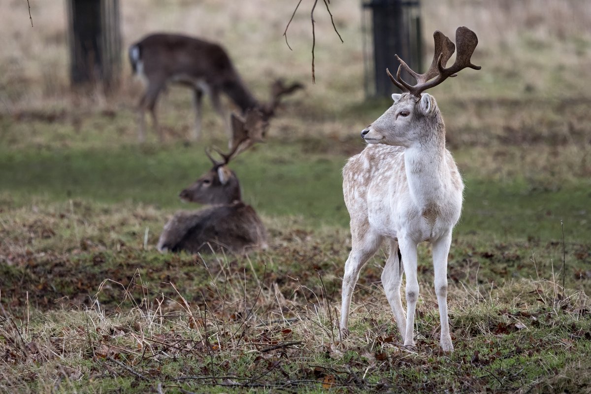d3vlinUK's tweet photo. Had to test out my new RF 100-500mm lens - The deer at @CharlecoteNT were only too pleased to pose for me.

#Charlecote #CharlecotePark #DeerPhotography #NaturePhotography #WildlifePhotography #canonuk #canoncamera #EOSR7 https://t.co/csN9NmWDbP
