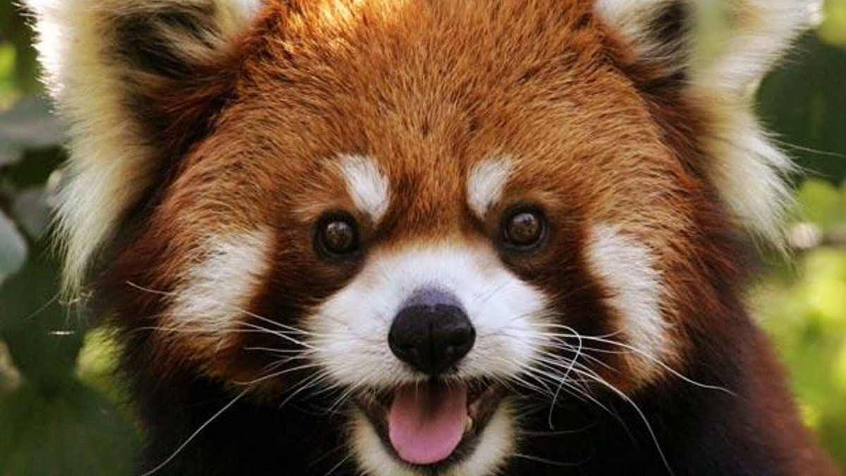 Red Panda Every Hour! (@redpandaeveryhr) on Twitter photo 