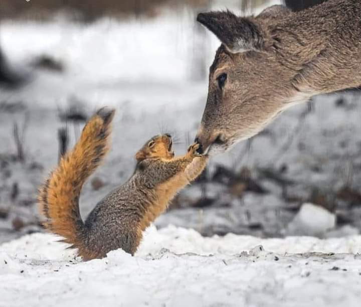 Amazing photo ❤️😛
#cute #animals