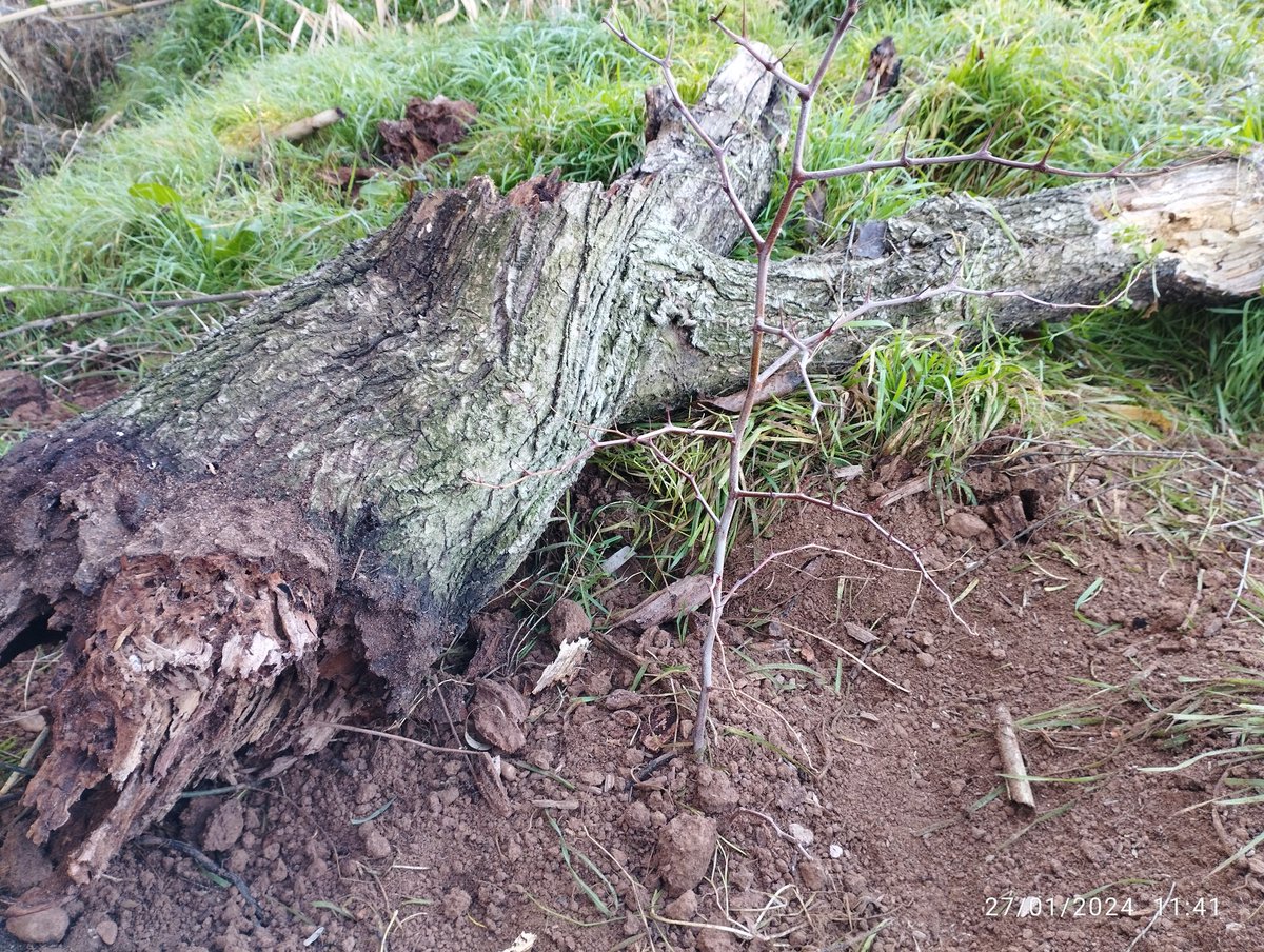 sevegodina's tweet photo. Vida que sustituye a Vida. Hoy he plantado un Jinjolero o Azufaifo en el lugar que hubo un domasquinero ya seco. Le he llamado María José (Parejo) @BosqueHabitado @arboles_magicos @Alkhalachofa0 @AlbertoGiPas #TeVasPensandoEnVolver #BosqueHabitadoRadio3 https://t.co/5tIWPmY6BI