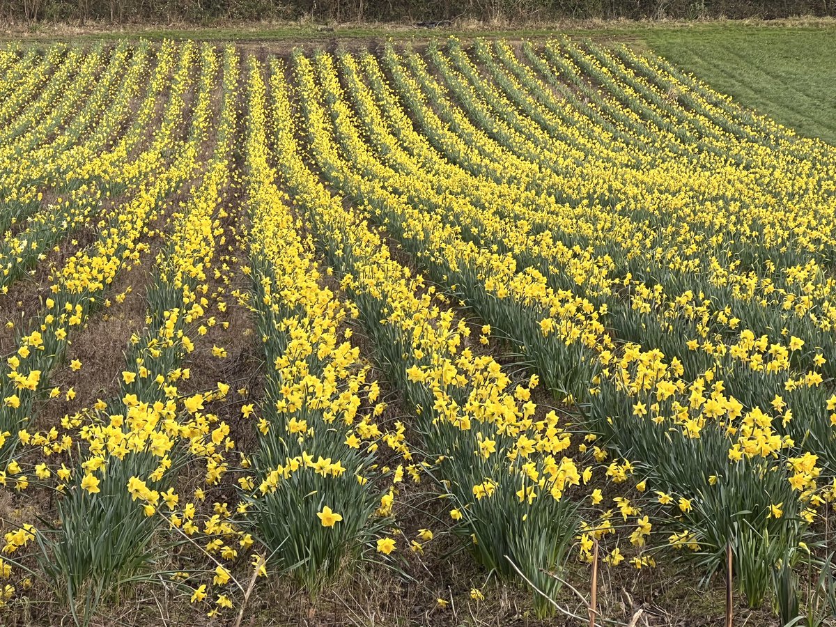 JackiHicks's tweet image. Lovely daffodils  #myfavouriteflower 🌼 #mywalktoday #fieldsofgold 💛💛💛💛💛 #myphotography #nofilterneeded 📷