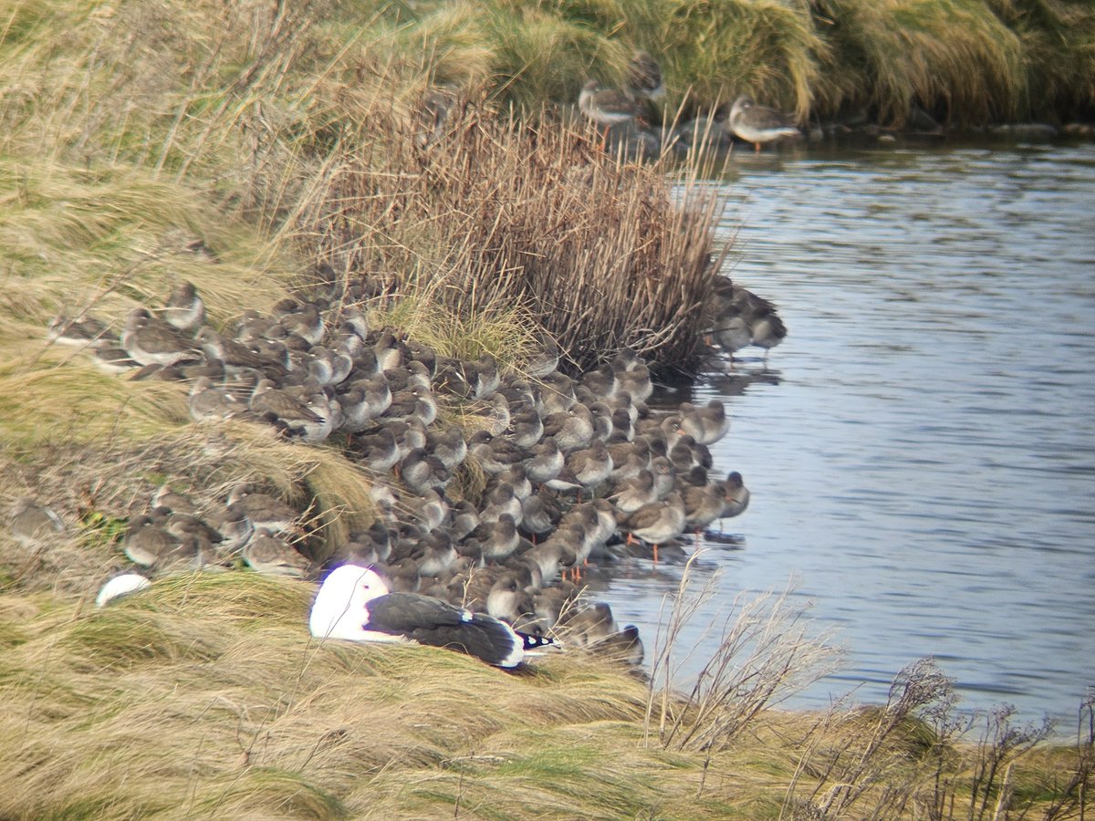 Enjoyable high tide walk around @cumbriawildlife South Walney - Great Northern and 3 Red-throated Diver on sea, plus 14 Common Scoter. Also 170 Pale-bellied Brent Geese, 8 Greenshank, 5 Goldneye, 15 Shoveler, and large roosts of Redshank, Knot and Oystercatcher #CumbriaBirds