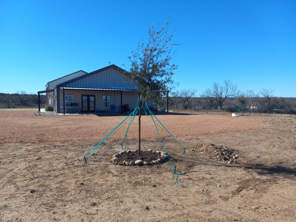 RanchEmu's tweet photo. We planted FOUR oak trees and are now babying them! They survived the recent snow storm!
#montanaemuranch #texas #vacationmode #vacationhome #texaslandscaping #texaslandscape #oaktree #oaktrees https://t.co/EeW6ECSYGQ