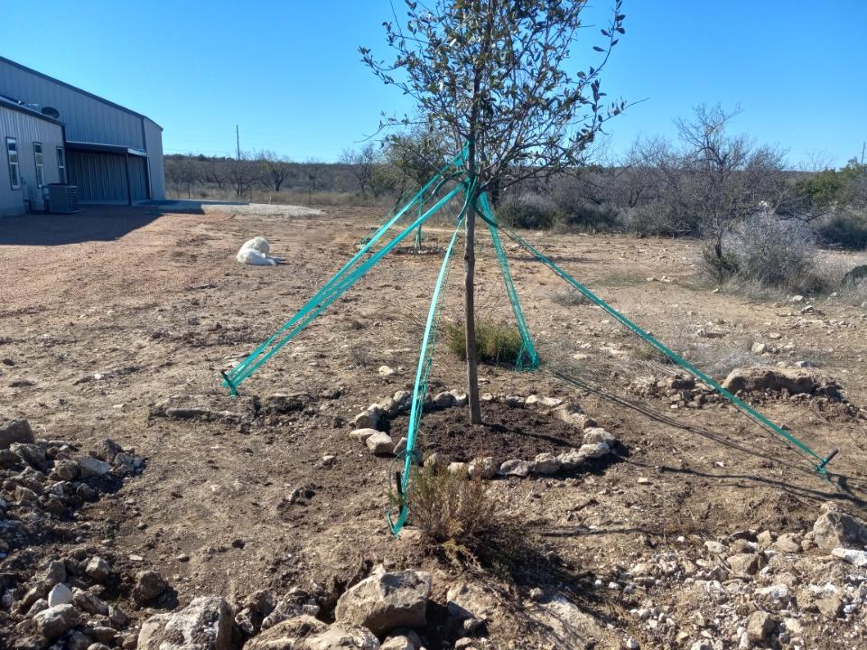RanchEmu's tweet photo. We planted FOUR oak trees and are now babying them! They survived the recent snow storm!
#montanaemuranch #texas #vacationmode #vacationhome #texaslandscaping #texaslandscape #oaktree #oaktrees https://t.co/EeW6ECSYGQ