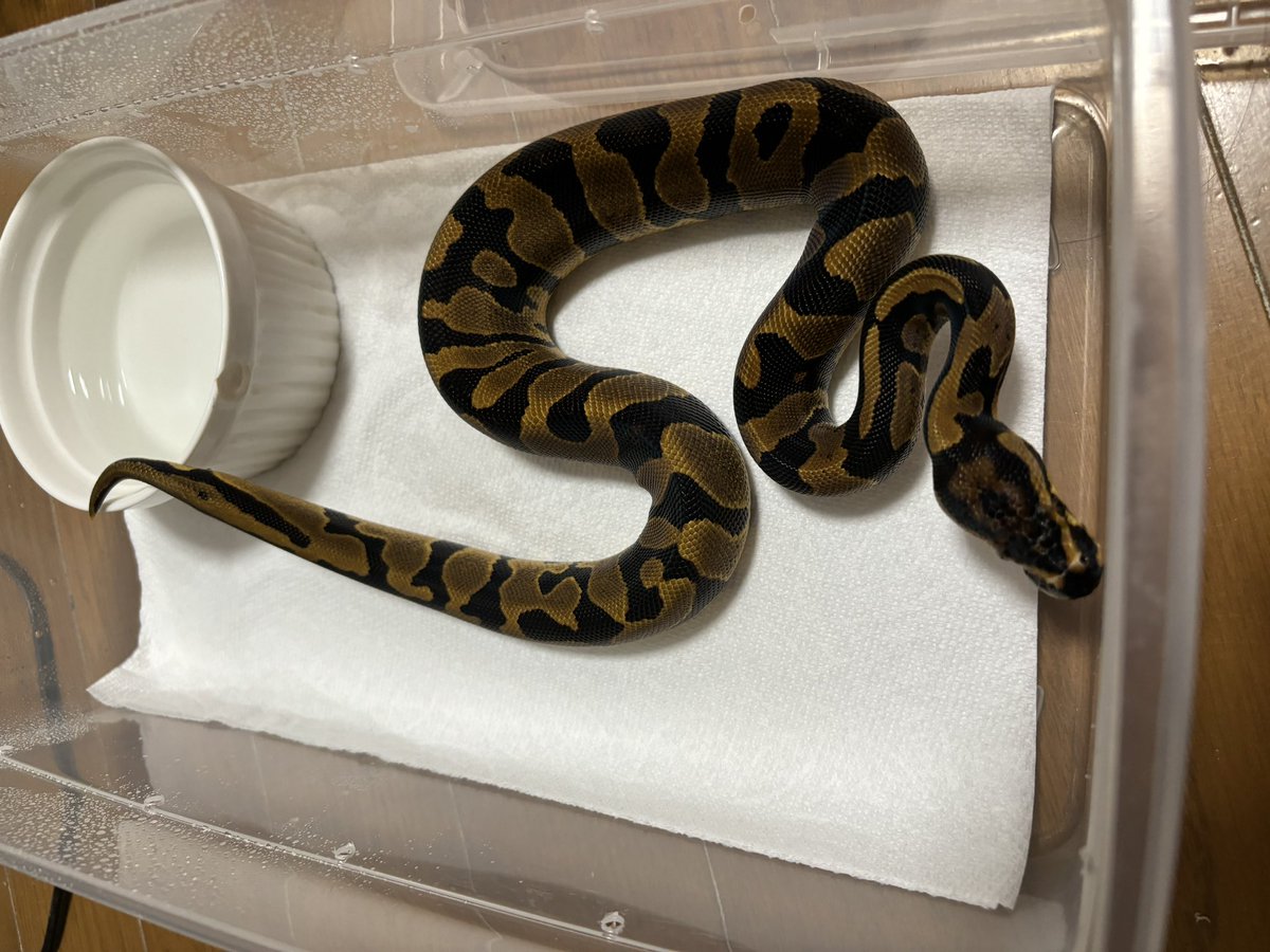 chiko2300416's tweet image. ヘビちゃんたちもお世話しないと🫡🫡