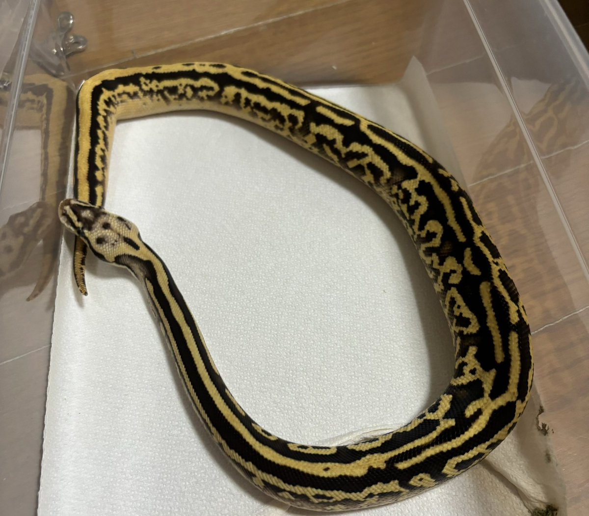 chiko2300416's tweet image. ヘビちゃんたちもお世話しないと🫡🫡