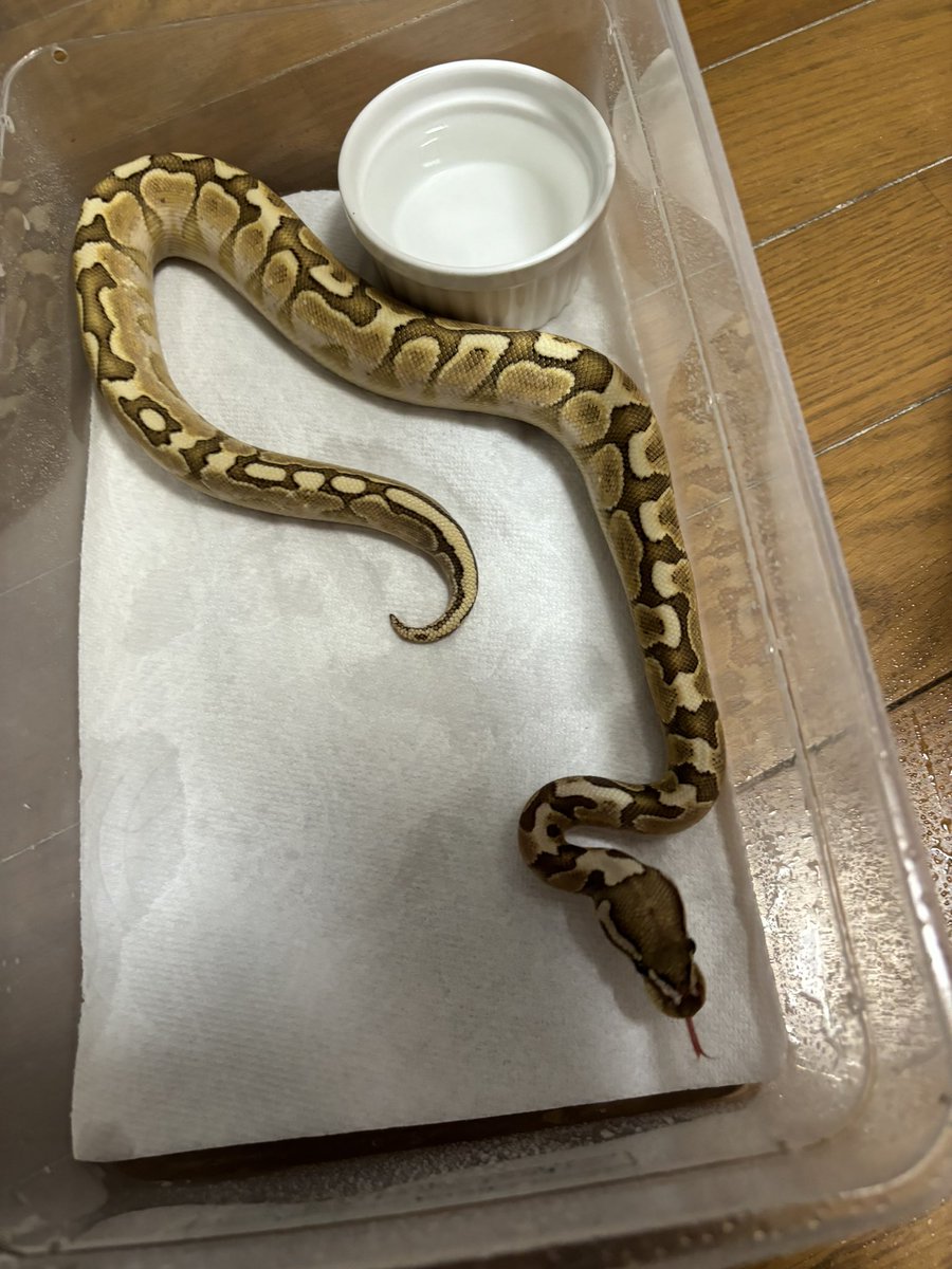 chiko2300416's tweet image. ヘビちゃんたちもお世話しないと🫡🫡