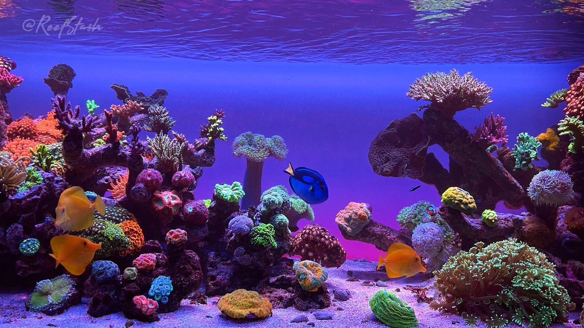 ReefStash's tweet photo. 3 shots of the 6’ 228g reef tank: left side, center and right side 🌊 🪸 🐠 🤗 #reeftanklife #reefstash https://t.co/qAID2riokl