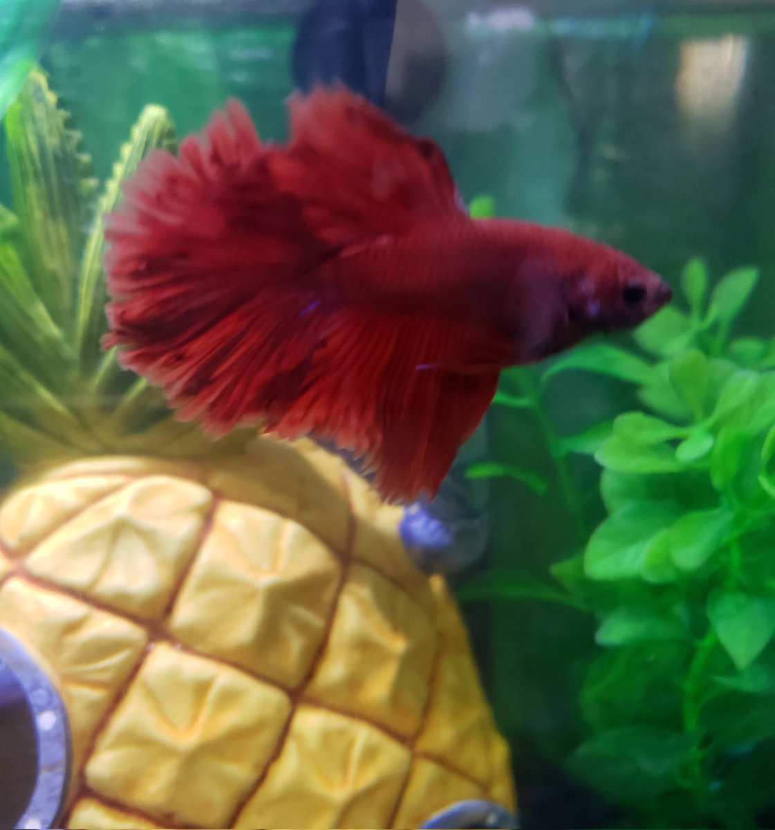 JaclynWolfheart's tweet photo. In October I bought this baby Betta. Grandkids named him SpongeBob. Now, he's quite the handsome guy. #fishofX #betta https://t.co/iDNoIwu96j