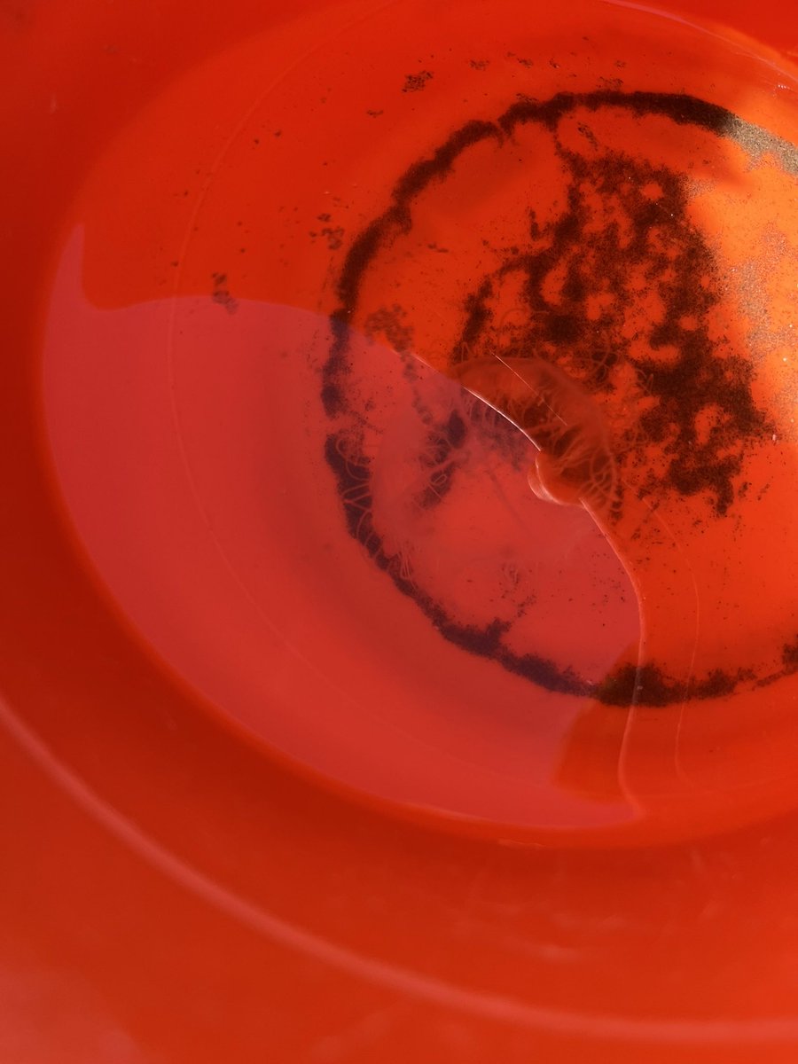 justo a los 40 grados salen las hijas de puta de las aguas vivas