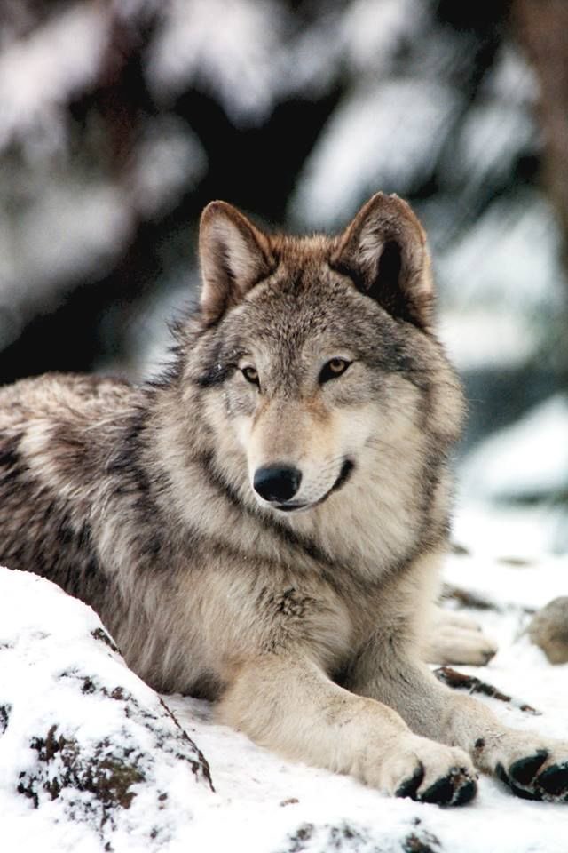 WOLF LOVERS tweet media